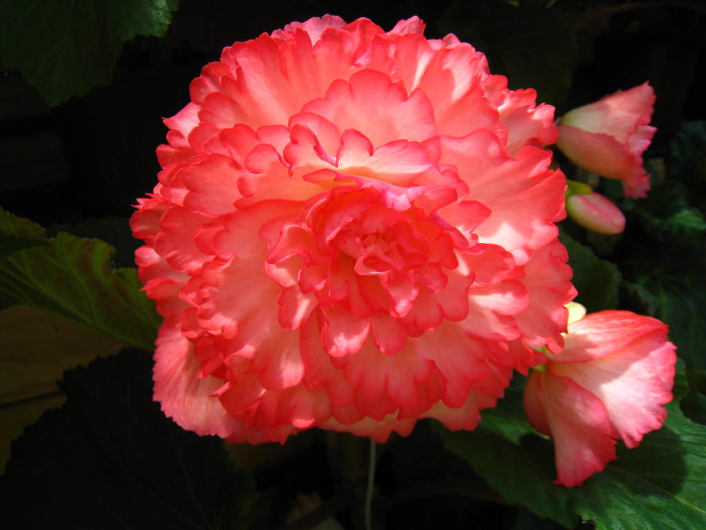 B. ‘Flirtation’